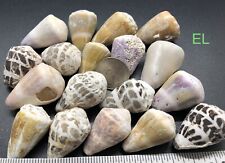 Large Hawaiian Cone shells - Assorted Colors and Patterns picture