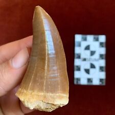 XXL Rare Fossil Find Hainosaurus boubker Mosasaur tooth the Giant Mosasaurid picture