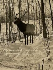 Vintage Early 1931 RPPC Ephemera Postcard Black White Deer Forest Wilderness SEE picture