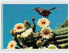 Postcard Arizona Cactus Wren and Saguaro Blossoms Arizona USA picture