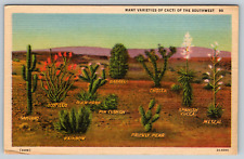 c1940s Many Varieties Cacti Southwest Mescal Sahuaro Ocotillo Vintage Postcard picture