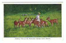 Chico CA. Feeding time at the Richardson Springs Game Reserve Vintage Postcard picture