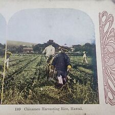 Antique Stereoview 1905, #189 Hawaii Rice Plantation, Field Workers picture
