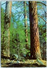 Postcard - Ponderosa Pine picture