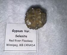 Gypsum var./Golden Selenite~ Red River Floodway~ Winnipeg, Canada picture