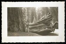 Vintage Photo GIANT CALIFORNIA REDWOOD DRIVE THROUGH TREE WAWONA TREE? 1940 picture