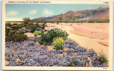 Postcard - Verbena In Bloom On The Desert - California picture