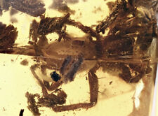 Baltic Amber Spider Prehistoric Insect Inclusion & 4x Magnifying Case picture
