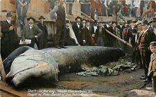c1907 Postcard; Giant Shark 32 Feet Long, Caught near San Pedro CA Fishing picture