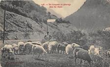 CPA 04 A HERD WITH GRAZING IN THE ALPS (beautiful cpa picture