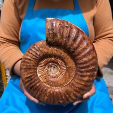 8.05LB TOP Natural Beautiful ammonite fossil conch Crystal specimen heals 1149 picture