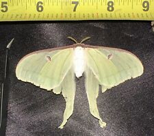 Reared Ex-Pupa Female Luna Silk Moth Actias luna Saturniidae Lepidoptera picture