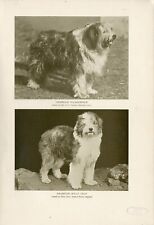 OLD ENGLISH SHEEPDOG  NAMED DOGS ORIGINAL ANTIQUE DOG PRINT PAGE FROM 1906 picture
