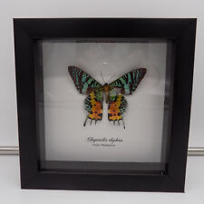 Madagascan Sunset Moth Chrysiridia Rhipheus Framed Mounted Butterfly picture