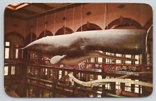 Postcard Sperm Whale Bishop Museum Linnaeus Hawaii NH1 picture