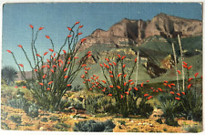 Ocotillo Cactus Red Flowers New Mexico Desert Linen Postcard c1930s UNP picture