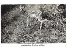c.1947 Greetings From Grayling Michigan MI Deer RPPC Real Photo Postcard POSTED picture