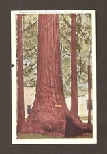 Vintage Antique Postcard General Fremont Big Tree Grove Santa Cruz California picture