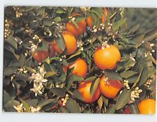 Postcard Branch of an Orange Tree Blooming and Bearing Fruit, Florida picture