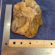 Very Cool Top Quality Agatized Petrified Wood Denver D1 Basin 1.12 lb picture