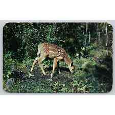 Postcard Nature's Darling Deer picture