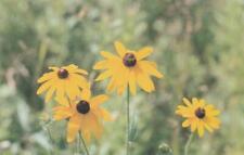 Black Eyed Susan - Common New York State Wildflower picture