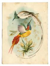 1800's LITHOGRAPH*BIRDS*PARADISE FLYCATCHER & RED TAILED SUN BIRD*4 1/4 x 5 3/4