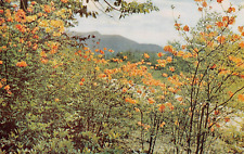 Appalachian Trail Lowgap NC Blue Ridge Parkway Cumberland Knob Vtg Postcard X6 picture
