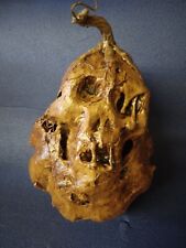 Rotten Corpsed Pumpkin Skull Halloween Prop picture