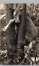 DEAD COW STUCK IN TREE owen wi real photo postcard rppc flood wreck freak scene picture
