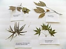 BOTANICAL MAPLE LEAF SPECIMENS - nice for nature museum or school display picture