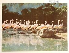 Chateau de Thoiry en Yvelines France Flamingos Zoo Postcard picture