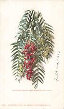 CA California Pepper Tree Blossoms & Fruit, Antique 1902 Private Mailing Card picture