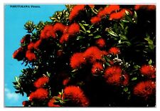 VTG 1960s -  Pohutukawa Flowers - North Island, New Zealand Postcard (UnPosted) picture