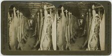 CHICAGO SV - Meat Packing House - Hogs In Cooler - HC White c1906 picture
