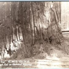 1940s Humboldt Co CA RPPC Giant Big Tree +Man Upper Bull Creek Flat Sequoia A165 picture