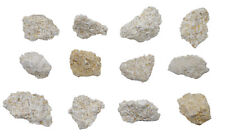 12PK Raw Coquina Rock Specimens, 1