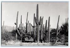 Arizona AZ Postcard RPPC Photo Sahuaro Giant Cactus In The Southwest c1940's picture