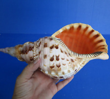 12 inch Polished Pacific Triton Trumpet Seashell shells seashells #47632 picture
