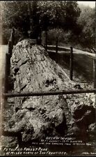 RPPC Queen of Forest Petrified Forest Park San Francisco California~oak growing picture
