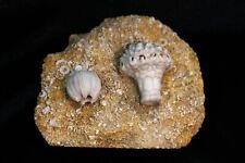 Great Mississippian Fossil Crinoid from Hannibal, Missouri picture