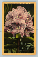 Purple Rhododendron In Bloom, In The Mountains, Scenic Flowers, Vintage Postcard picture