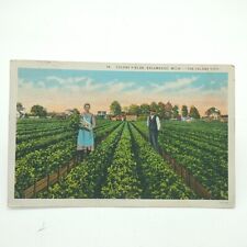 Postcard Celery fields Kalamazoo Michigan Farmers Field Unposted  picture