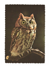 World of Darkness at the Bronx Zoo Eastern Screech Owl Postcard Unposted 4x6 picture
