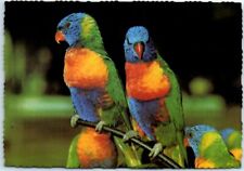 Postcard - Rainbow Lorikeets, Australia picture