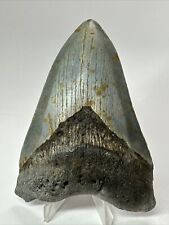 Megalodon Shark Tooth 5.74” Colorful - Authentic Fossil - Carolina 18221 picture