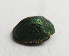 VTG Antique REAL BEETLE INSECT Unmounted Victorian Jewelry Piece picture