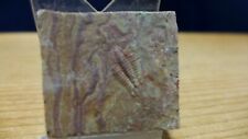 GEOLOGICAL ENTERPRISES Cambrian fossil trilobite Piochaspis sellata Nevada picture