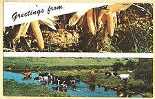 Greetings From   Corn And  Cows In Pasture Vintage  Chrome Postcard picture