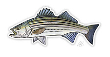 Casey Underwood Striped Bass Decal Sticker picture